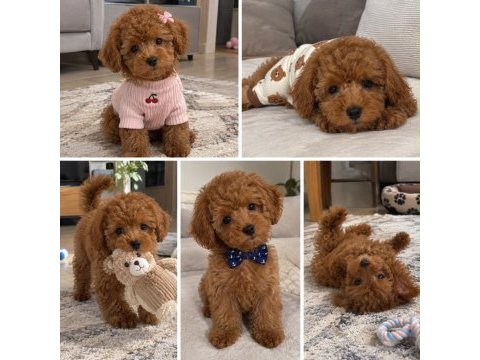 Toy poodle ırklar