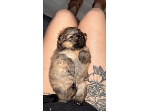 40 günlük bebek köpeklerimize yuva arıyoruz
