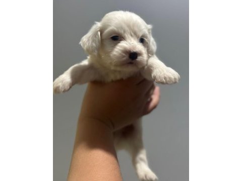 Maltipoo yavrularımız