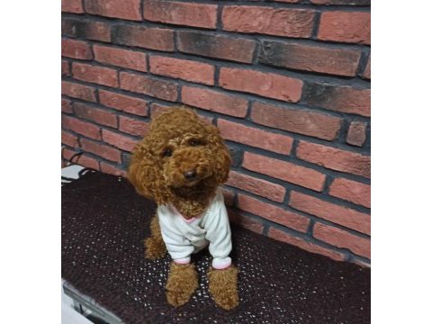 Safkan poodle yavrularımız