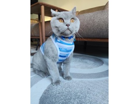 2 yaşında kısırlaştırılmış aşıları tam british shorthair
