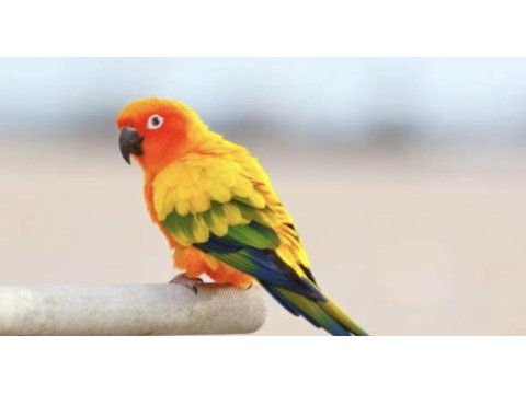 Güneş konur papağanı bebek