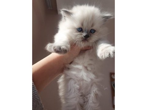 Blue point british shorthair rezerve ye açık
