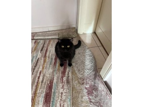 Sevimli 2 yaşında erkek british shorthair