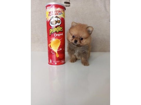 Mini boy pomeranian