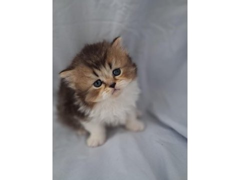 Çikolata golden british longhair yavrularımız
