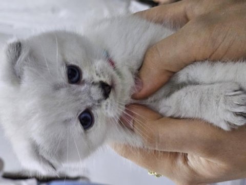Scottish fold point