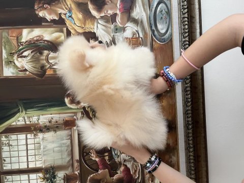 Pomeranian boo erkek köpeğimiz