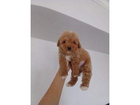 Teacup toy poodle