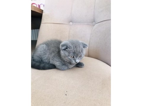 2 aylık scottish fold