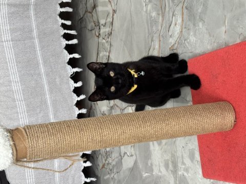 Tatlı miniğime yuva arıyorum