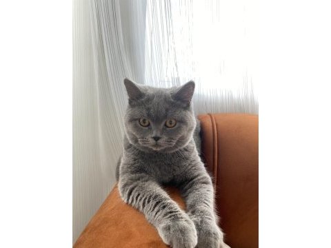 British shorthair erkek 7 aylık
