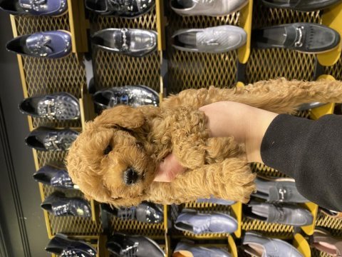 Toy poodle yavrularımız