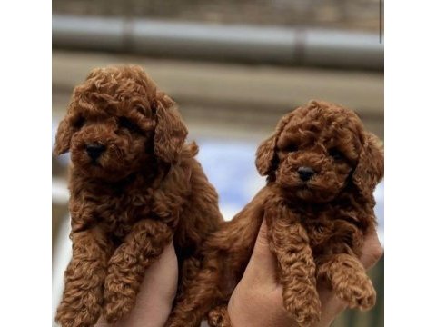 Toy poodle yavrular teslime hazır 