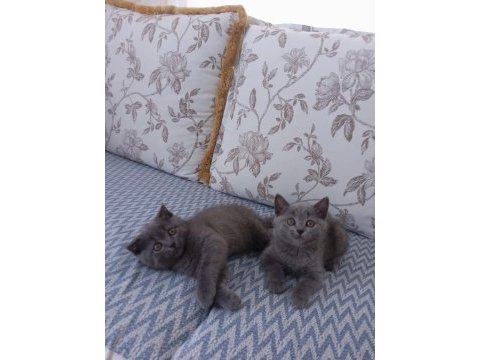 Yavrularımı mama karşılığı sahiplendiricem