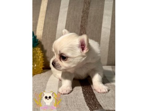 Show class chihuahua
