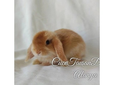 Cüce lop miniatur lop cüce tavşan çiftliği