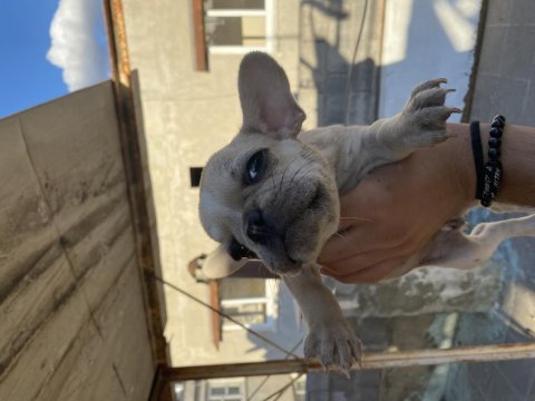 French bulldog