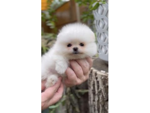 Mükemmel ayı surat pomeranian boo
