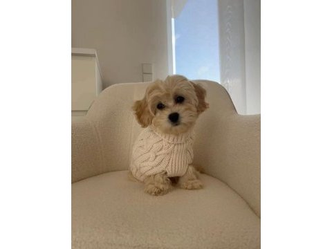 Aşılı maltipoo yavrularımız