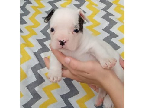Kaliteli yavrular rezerveye açık french bulldog