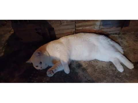 1 yaşında british shorthair