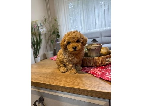 Kore poodle yavru