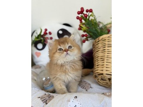 Golden ny 12 british longhair