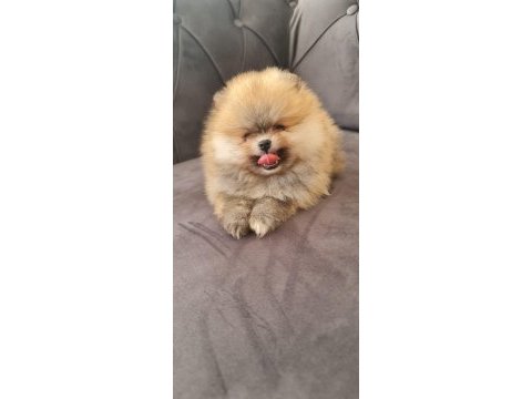 Pomeranian tea cup