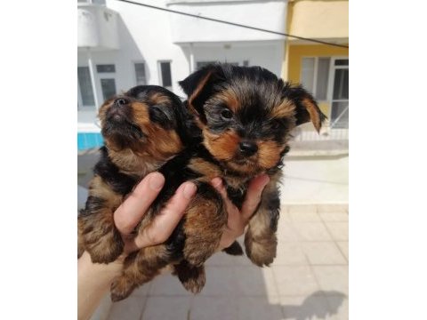 Yorkshire terrier