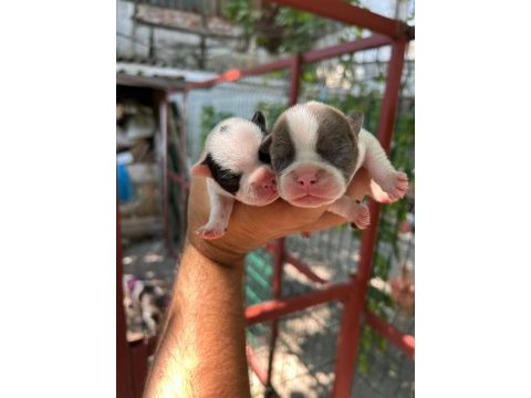Köpeğimiz sizi bekliyorlar