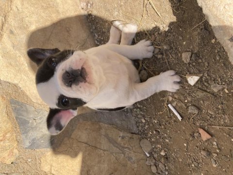 French bulldog yavrumuza yuva