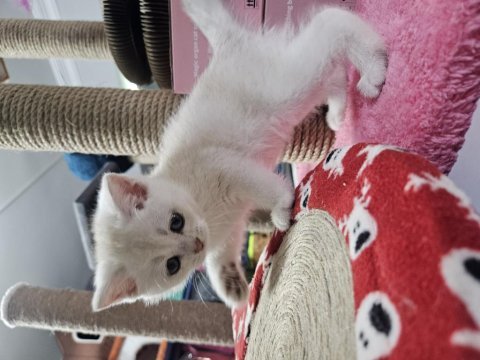Veteriner kontrolünde teslim edilecek british shorthair