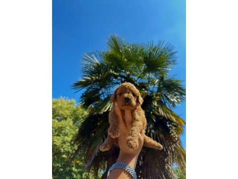 Redbrown toypoodle 