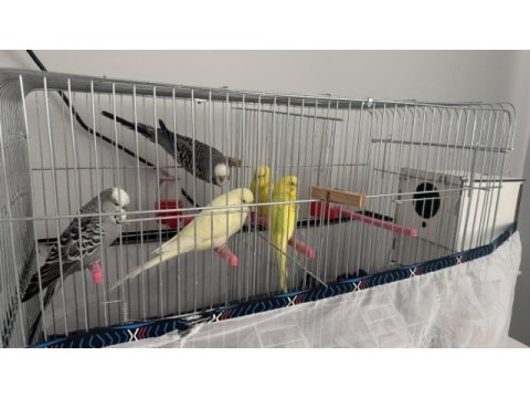 Jumbo takım muhabbet kuşlar