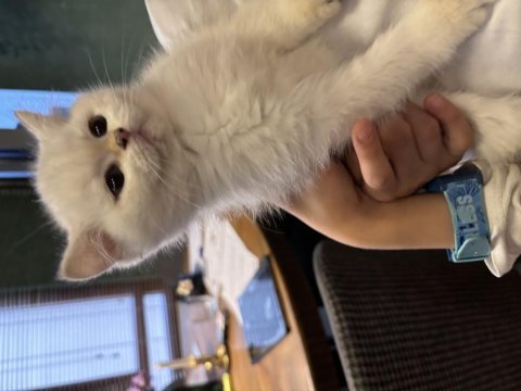 Safkan british shorthair bebişler