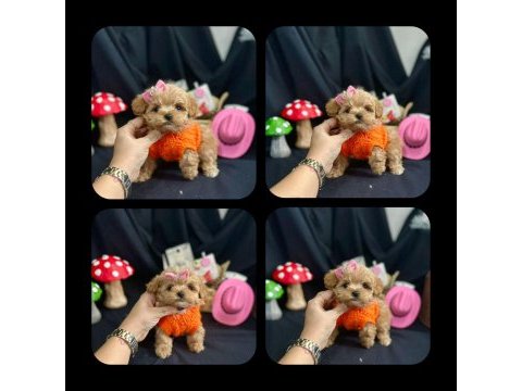 Maltipoo bebekler yeni ailelerini bekliyor