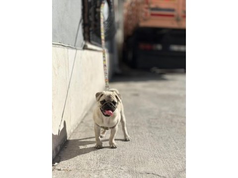 Pug mops 55 - 65 günlük erkek - dişi yavrular