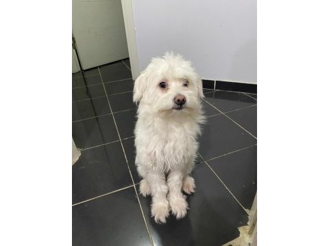 2 yaşına az kaldı köpeğimiz