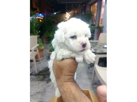 Maltipoo yavrular
