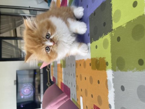 Pofuduk chinchilla bebekler ailesini arıyor