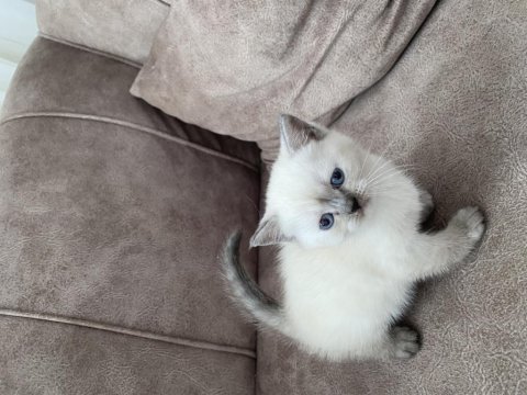 Güzel bebeğimiz british shorthair yeni yuvasını arıyor