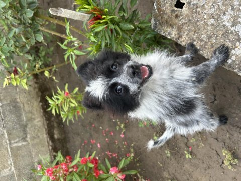 Yavru spitz