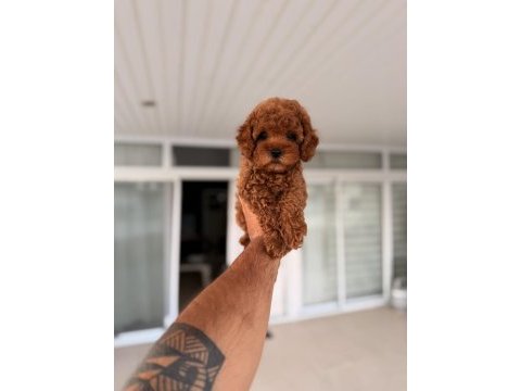 Mersin toy poodle orjinal yavrular