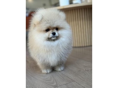 Üst düzey dişi pomeranian boo