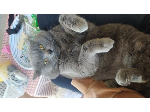 3 yaşında british kedisi