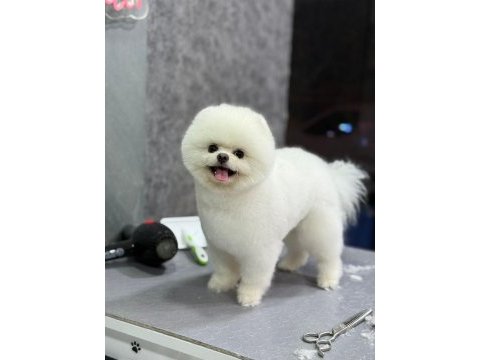Orijinal pomeranian boo yavrular