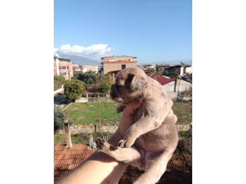 French bulldog yavruları