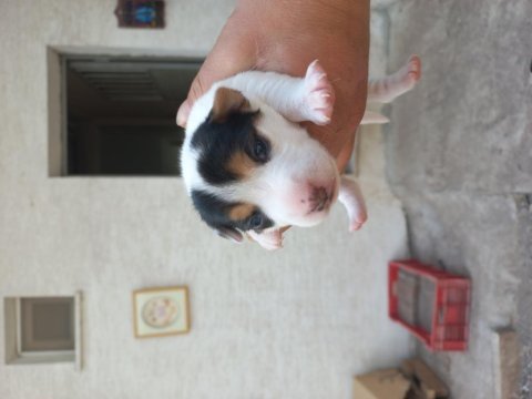 Yavru jack russell