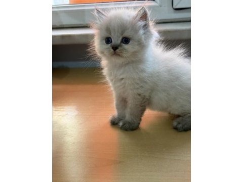 British longhair (show kalite)